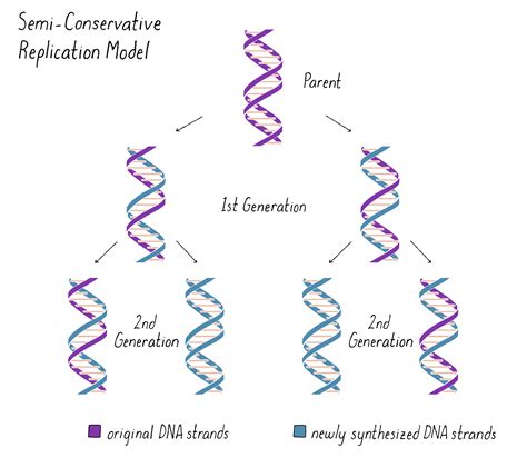 Mode of DNA replication: Meselson.